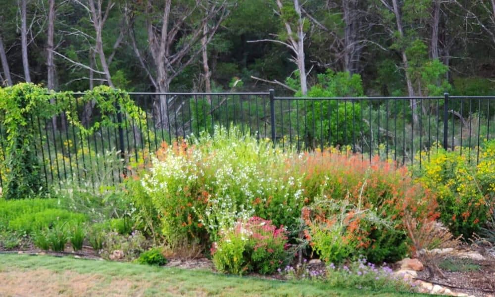 Drought-tolerant Texas landscaping ideas