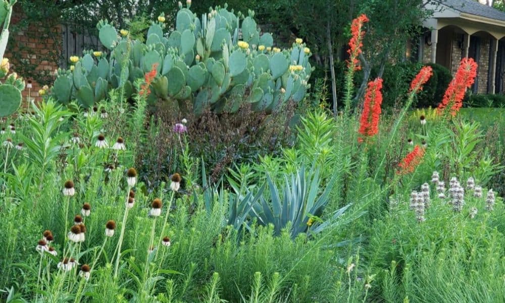 Landscaping ideas in Texas