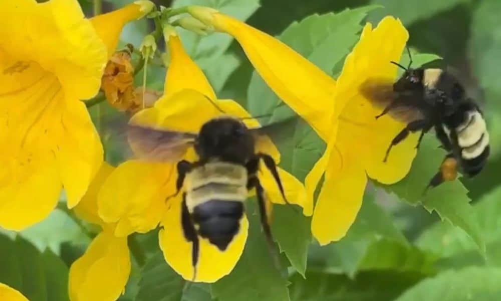 Yellow bells