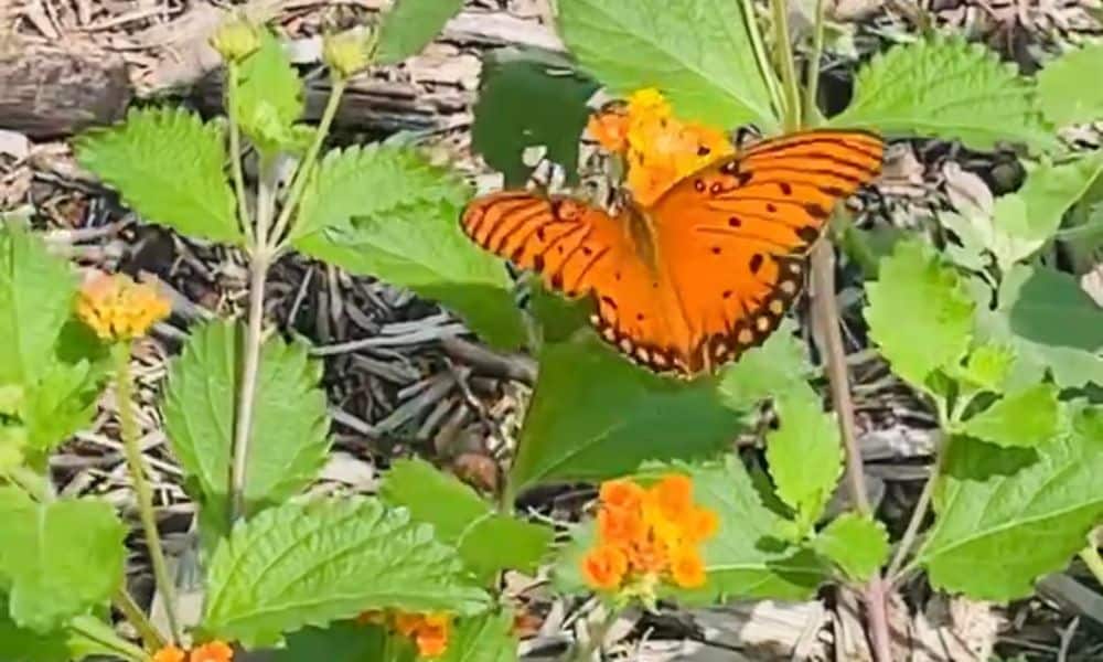 Butterfly on Lantana horrida
