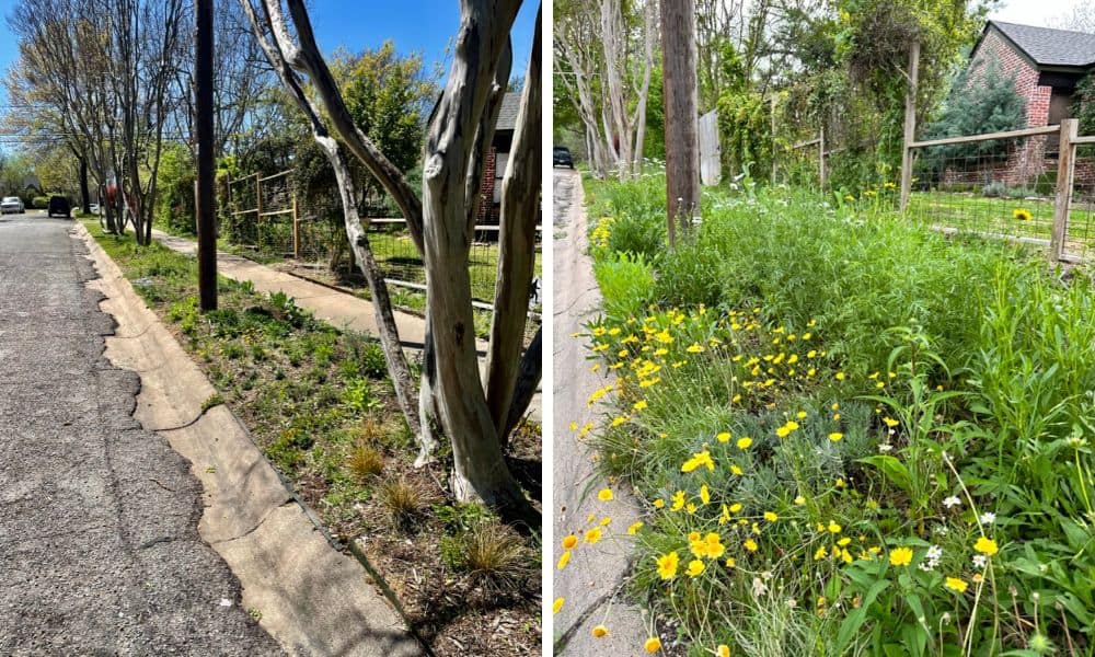 Pocket prairie with drought resistant Texas wildflowers