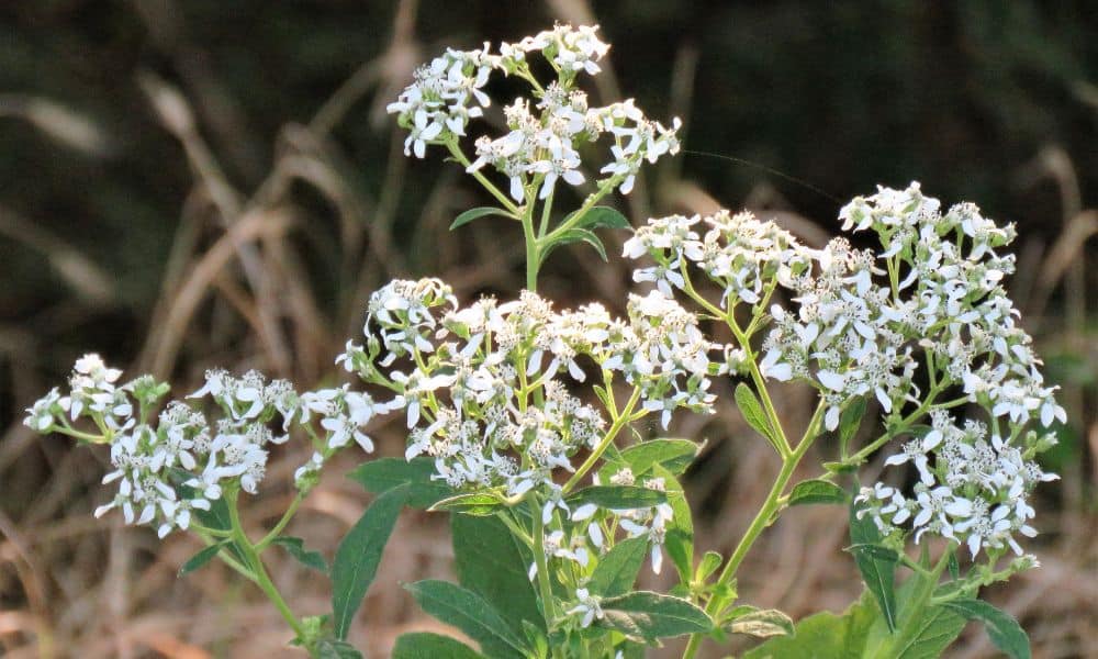 Fall Texas flowers Frostweed