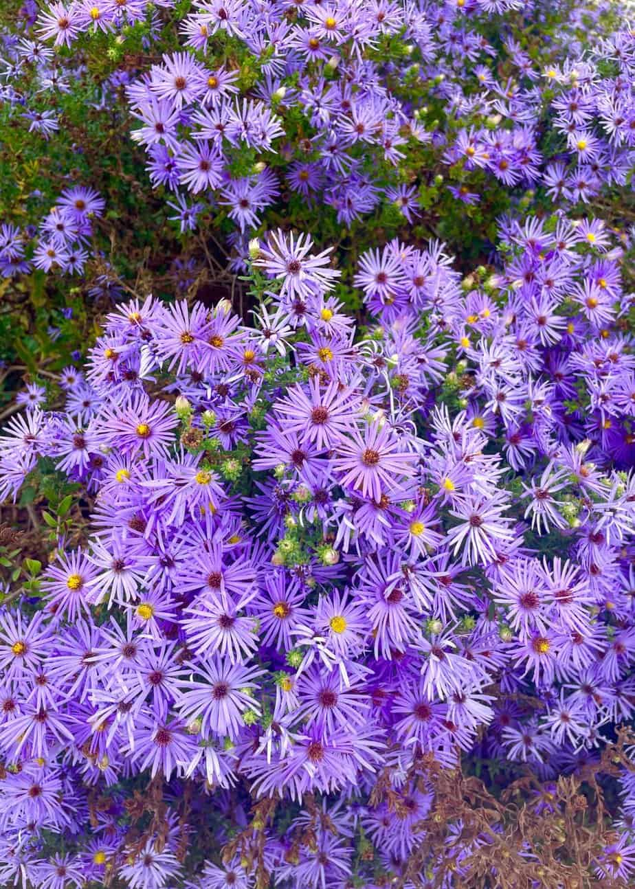 Native Texas fall flowers