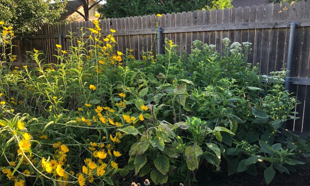 Wildlife habitat in Texas backyard