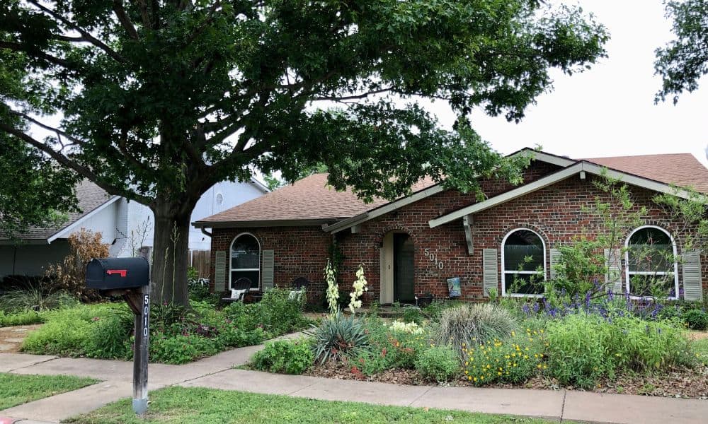 Drought-tolerant perennials in Texas yard