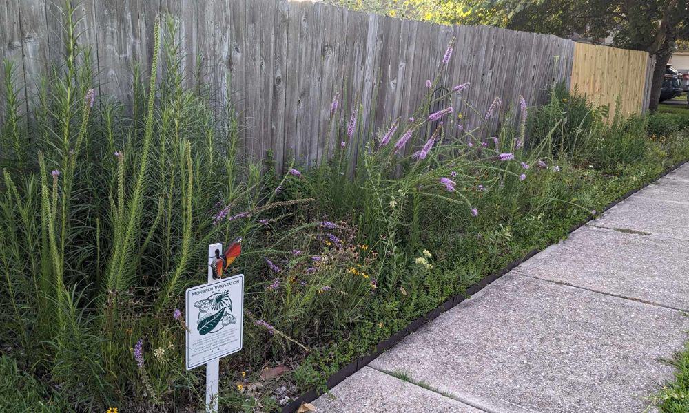 Texas native wildflowers along fence