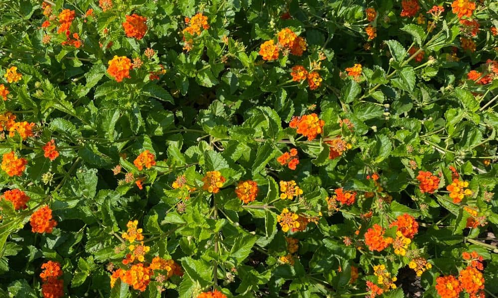 Lantana urticoides or Lantana horrida