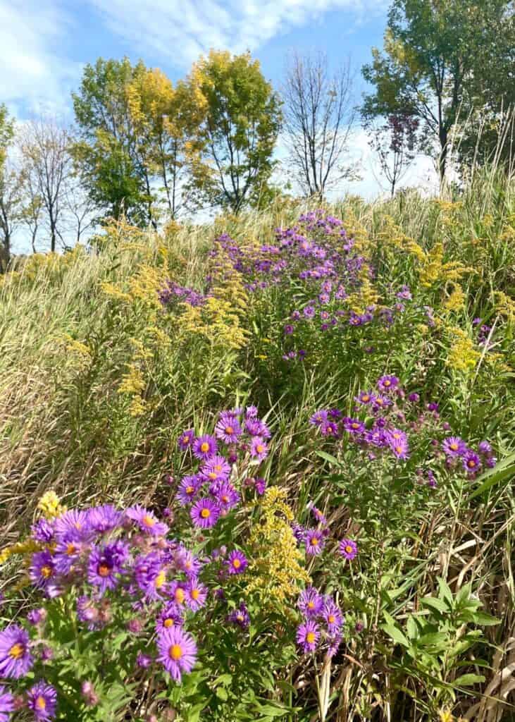 Goldenrod and Asters