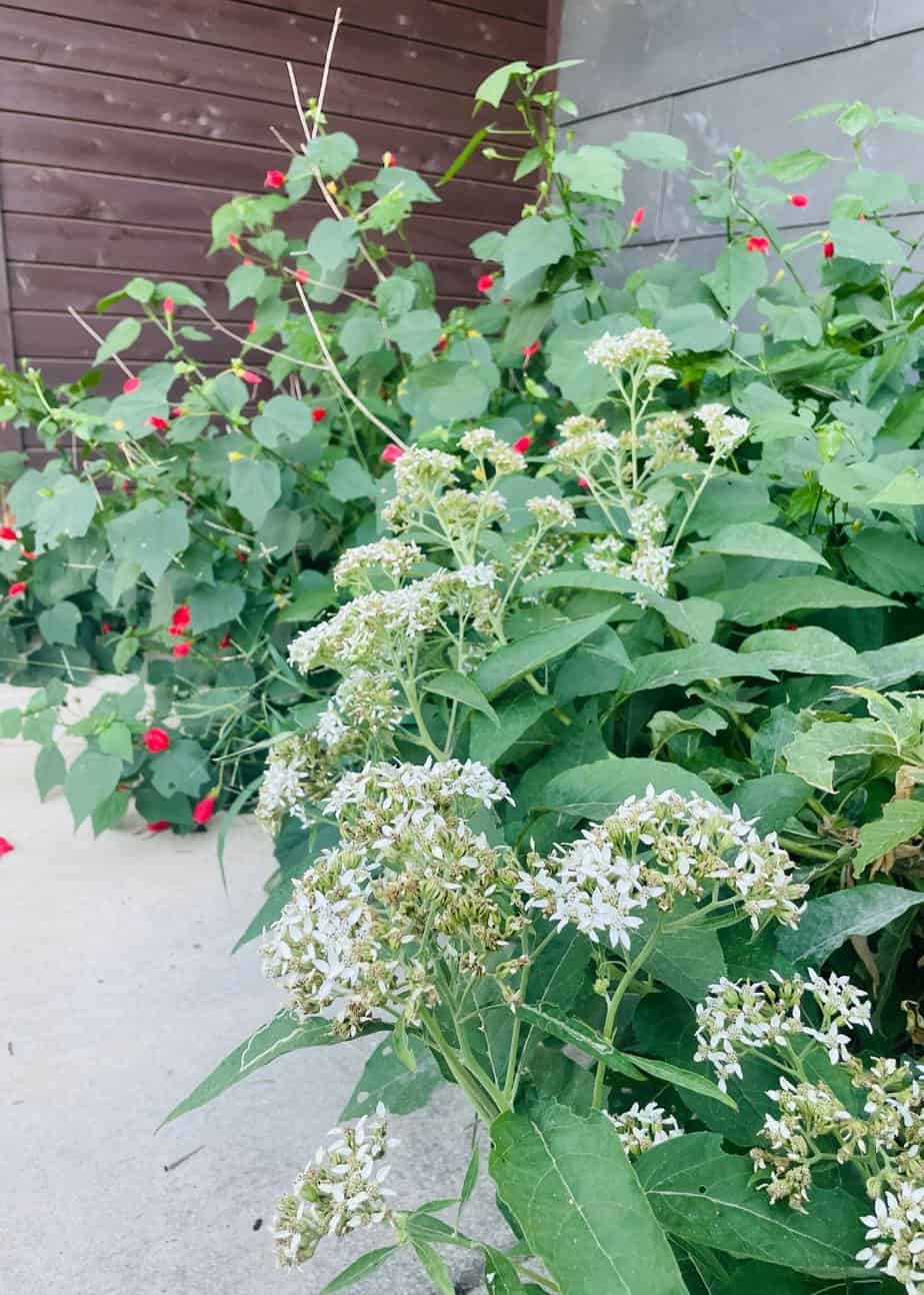 Frostweed and Turks Cap