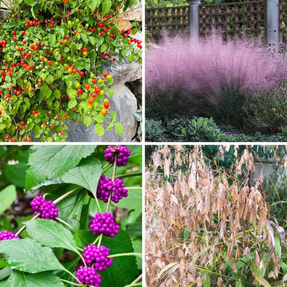 Native Texas fall plants for cooler months