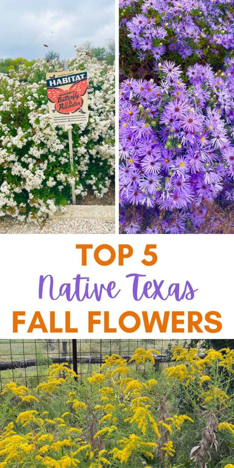 Top 5 Texas Fall Flowers to Grow - Native Backyards