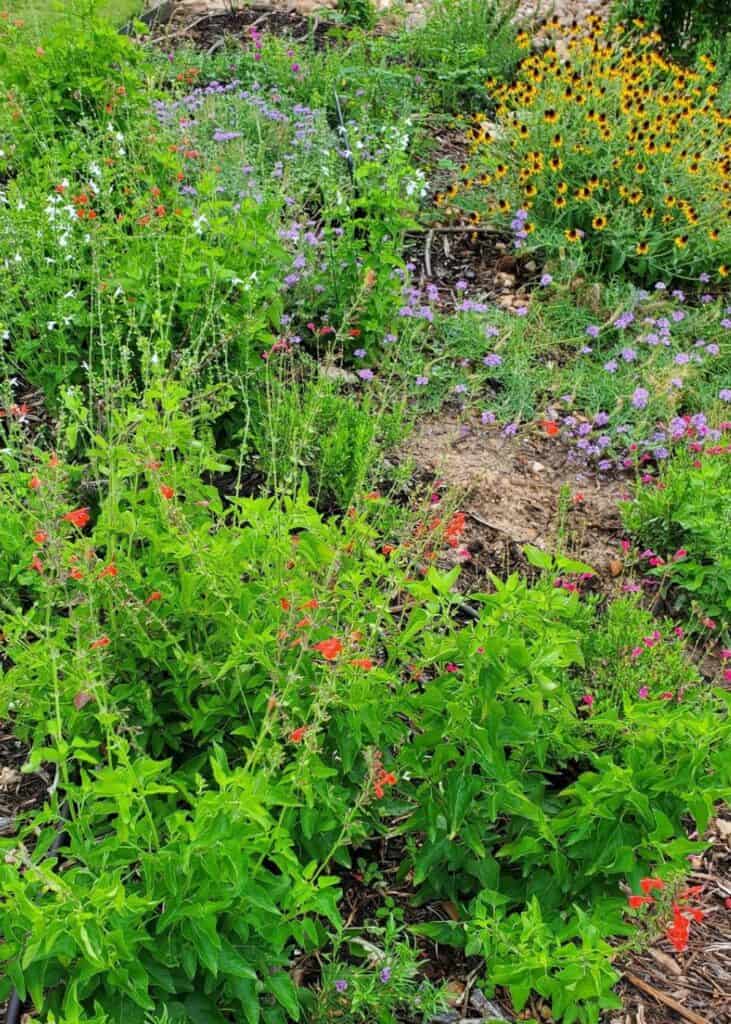 Native Texas garden bed