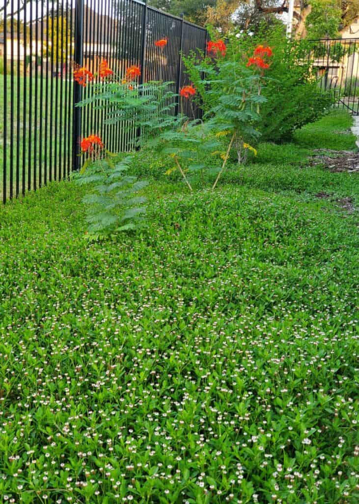 Native Texas ground cover