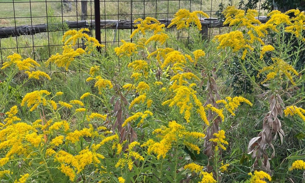 Goldenrod Fall Flower Texas