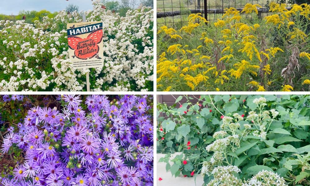 Texas fall flowers that thrive in cooler temperatures.