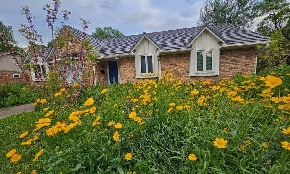 Texas native wildflowers