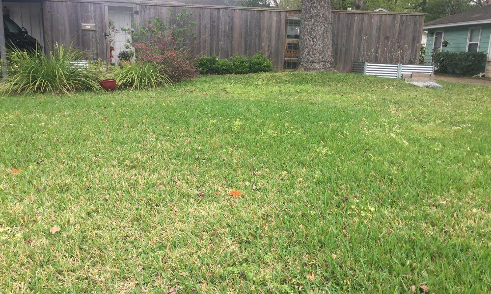 Eliminate lawn care with Texas native plant landscaping
