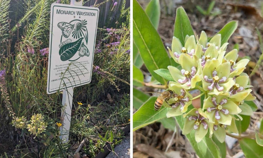 Texas native pollinator garden