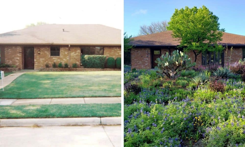Before and after of native Texas landscaping