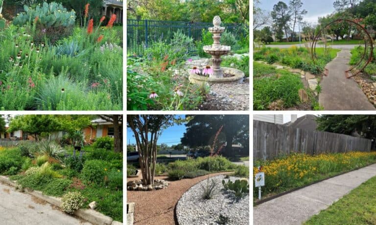 10 Awesome Native Texas Landscaping Ideas