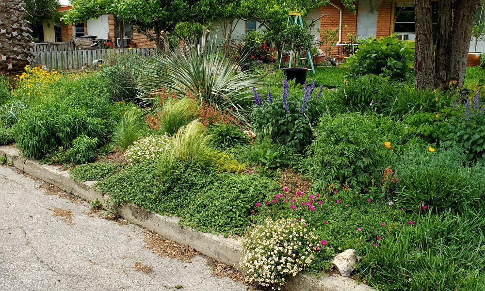 Traditional grass replaced with native Texas landscaping