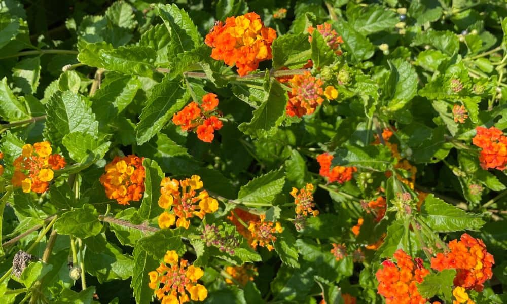 Lantana urticoides in a pollinator garden
