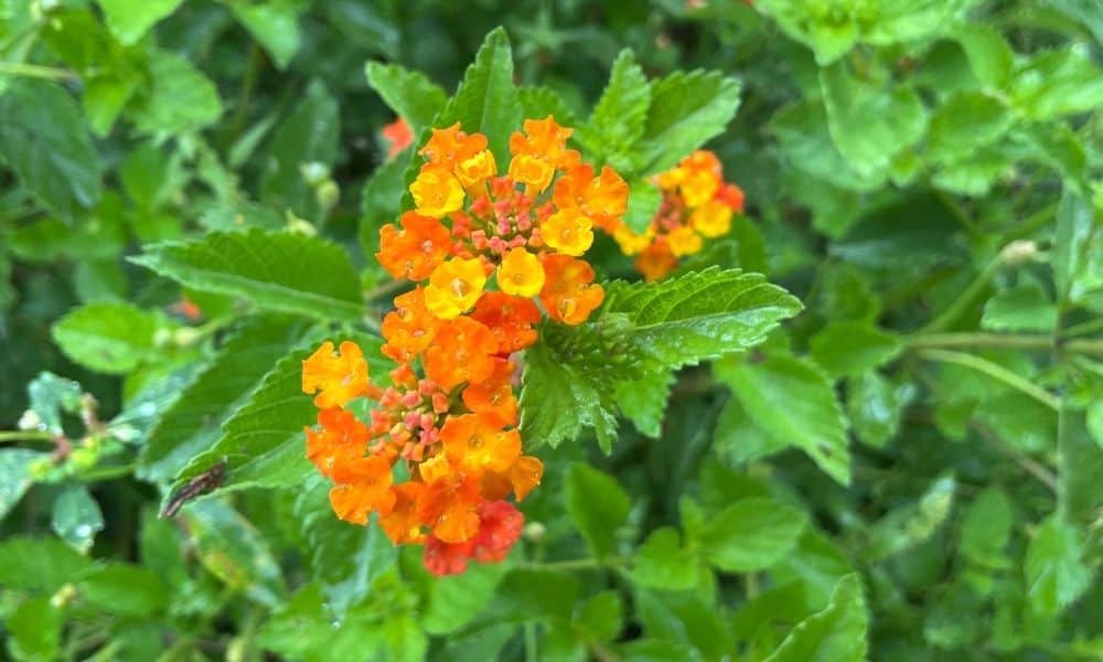 Lantana horrida blooms