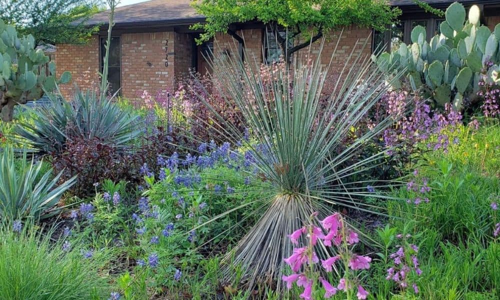 Evergreen shrubs and ornamental grasses interspersed with wildflowers