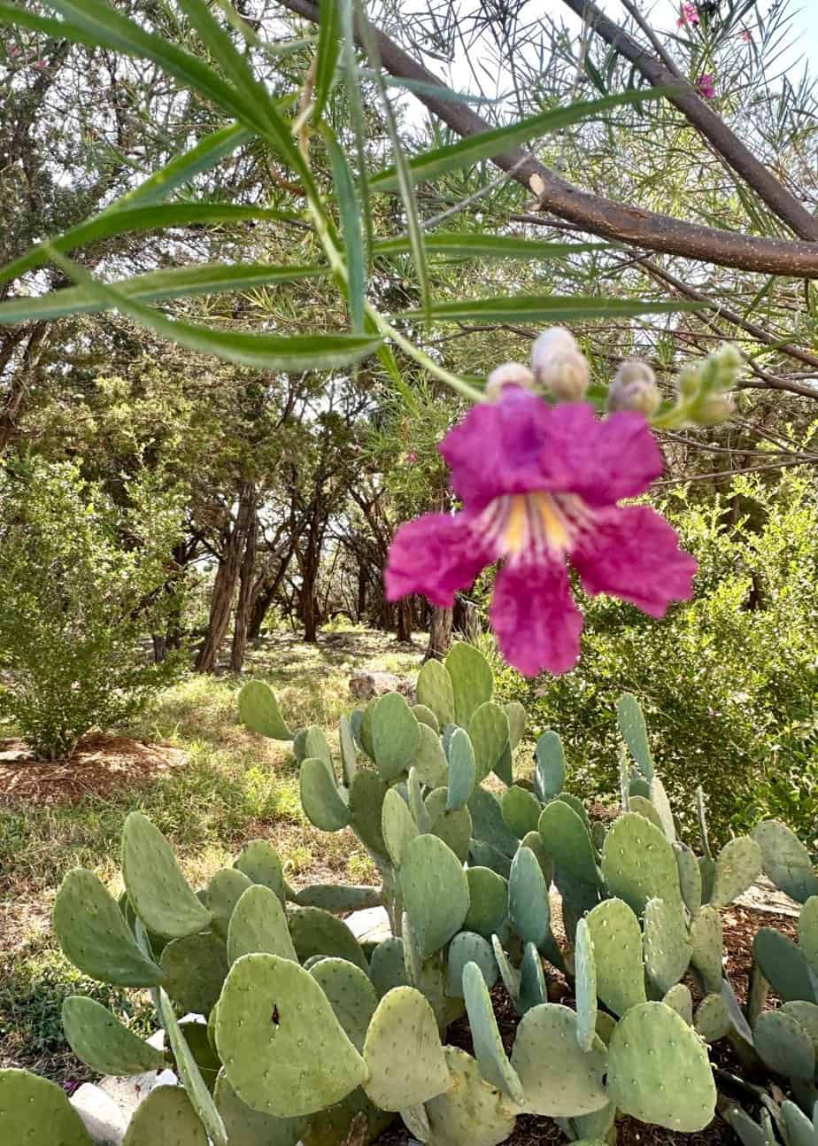 Desert willow tree with light violet flowers