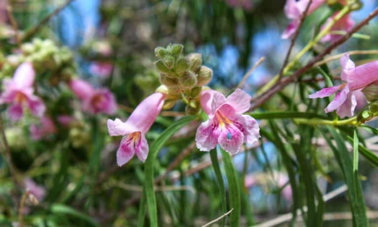 5 Reasons to Plant a Desert Willow Tree (Chilopsis linearis)