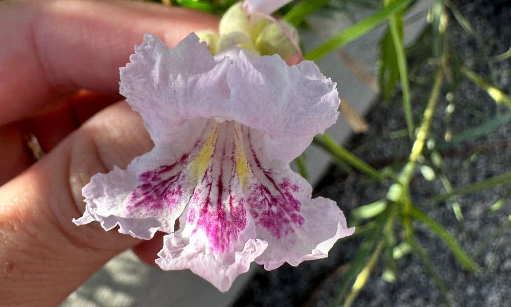 nevada native tree