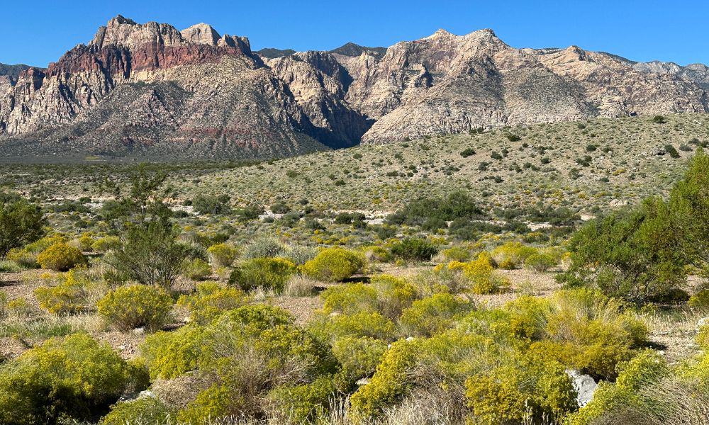 Native trees and shrubs of Red Rock Canyon