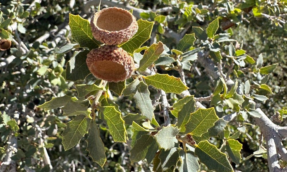 Sonoran Scrub Oak plants native to Las Vegas