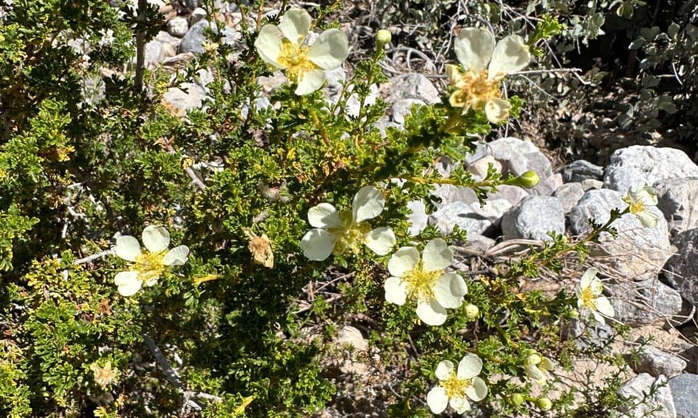 Stansbury Cliffrose Nevada Flowers