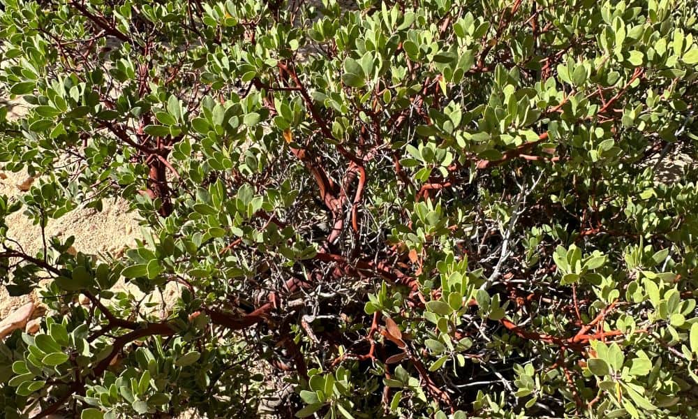 Pointleaf Manzanita native nevada plants