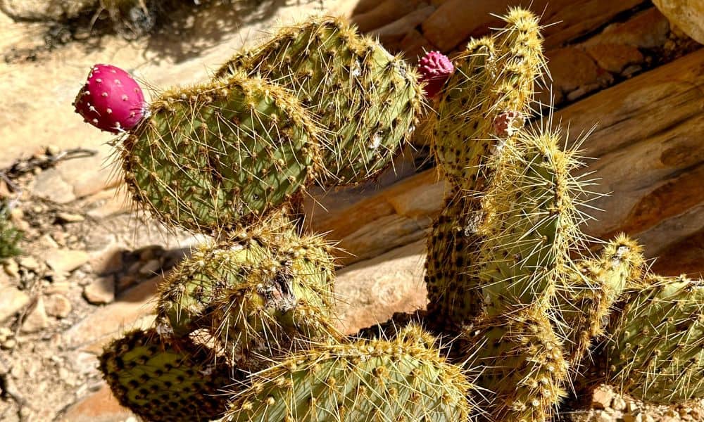 Nevada Desert Plants - Pancake Prickly Pear
