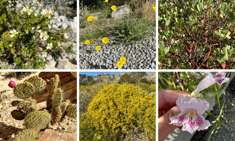 Nevada native plants