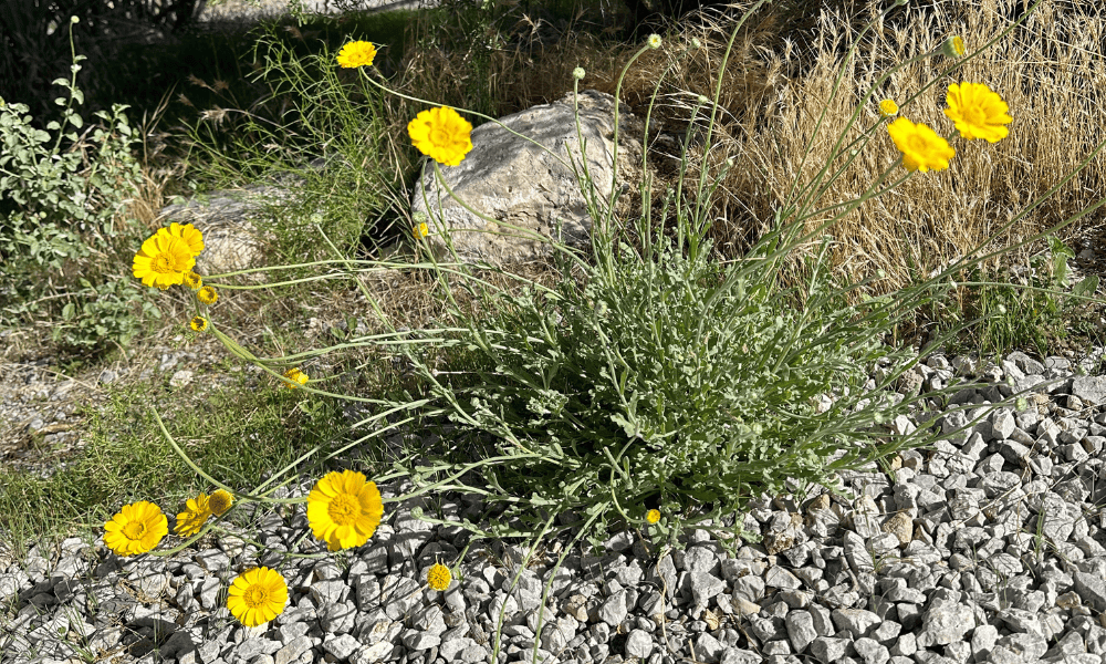 Desert Marigold flowers in Nevada