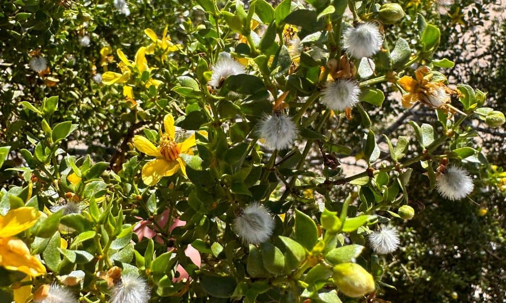 Creosote Bush - Las Vegas Native Plants