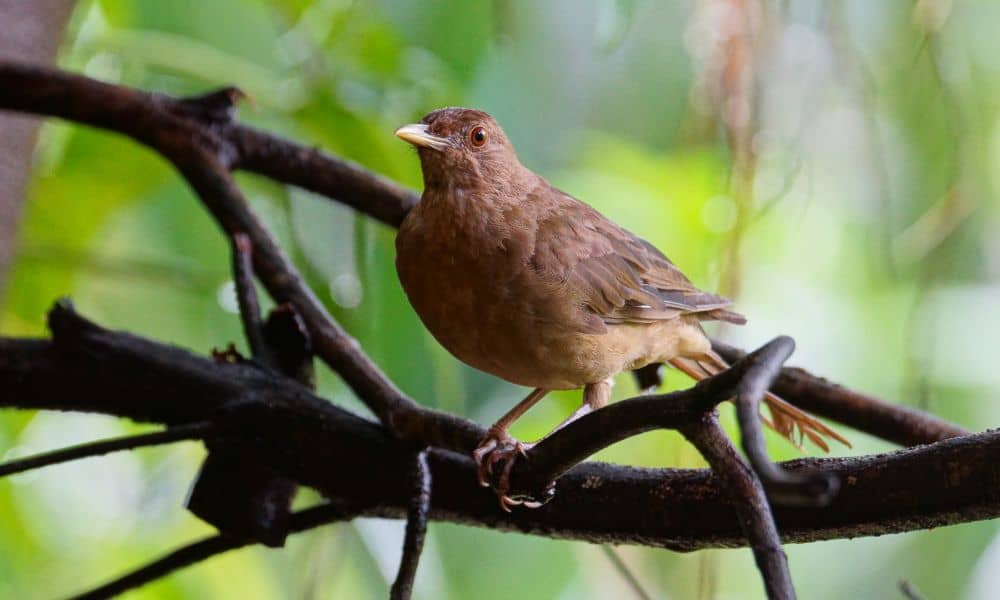 Clay Colored Thrush