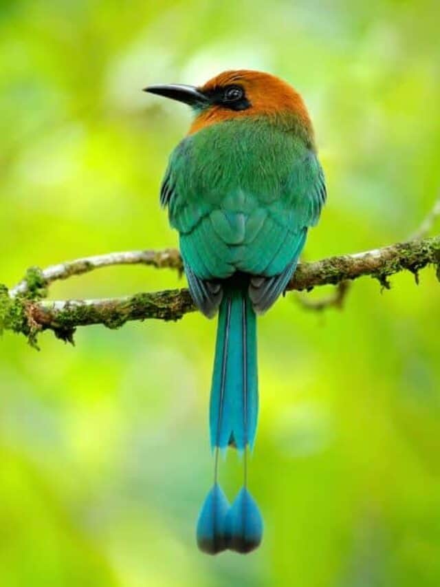 7 Must-See Costa Rica Birds
