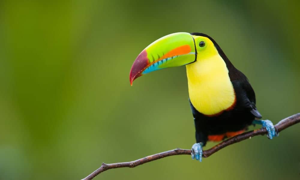 Largest toucans in Costa Rica - Killed Bill Toucan