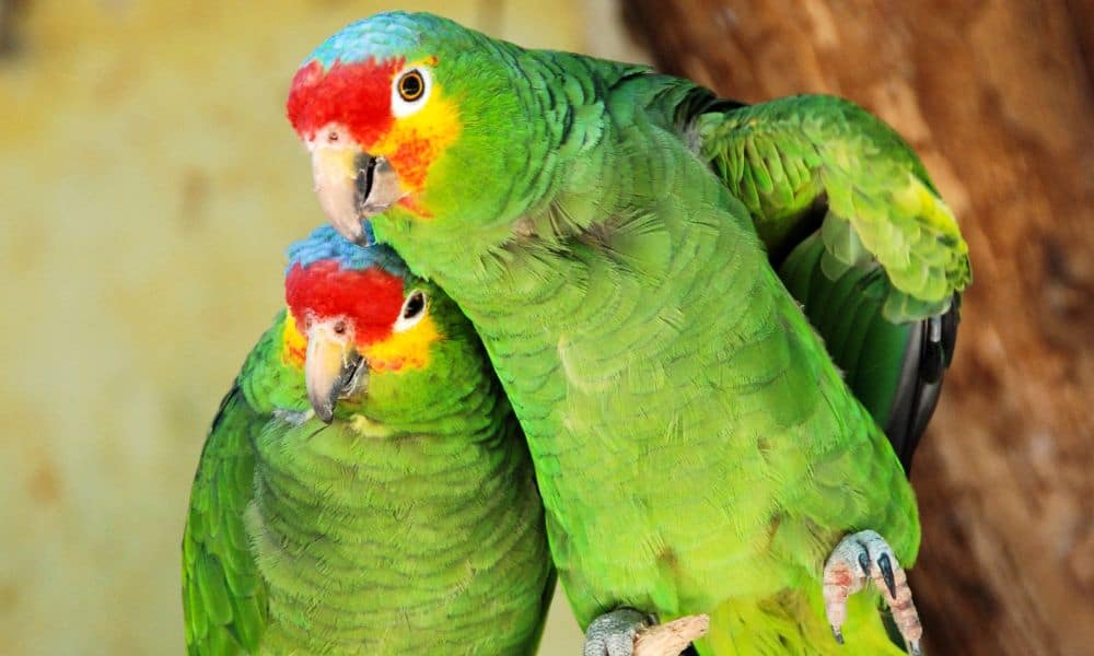 Common parrots in Costa Rica