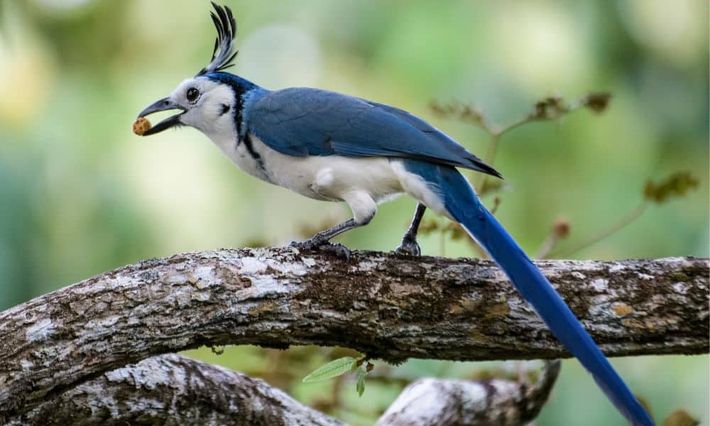 White-Throated Magpie Jay