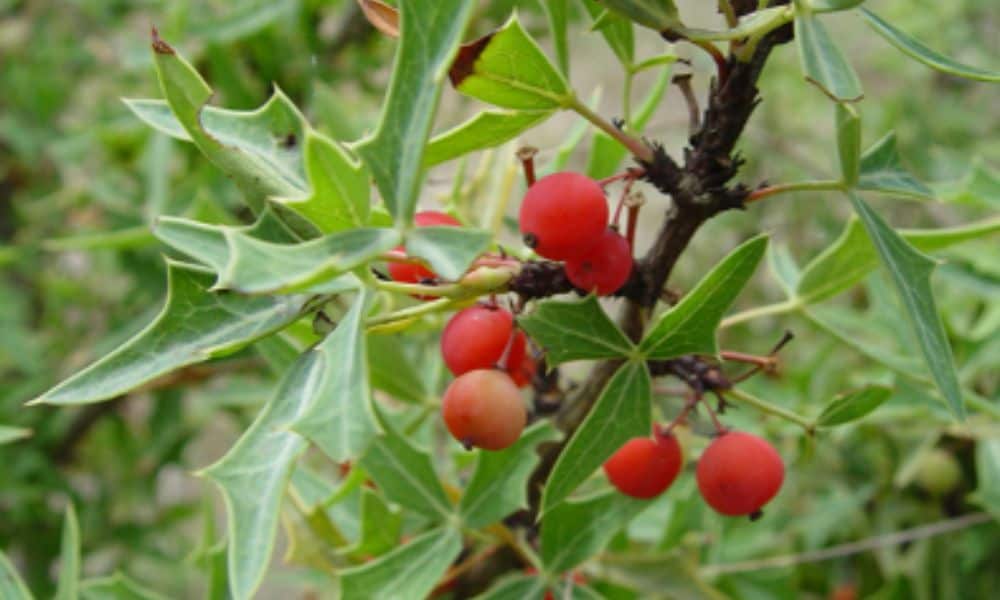 Red Agarita berries