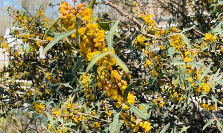5 Reasons to Grow Agarita (Mahonia trifoliolata)