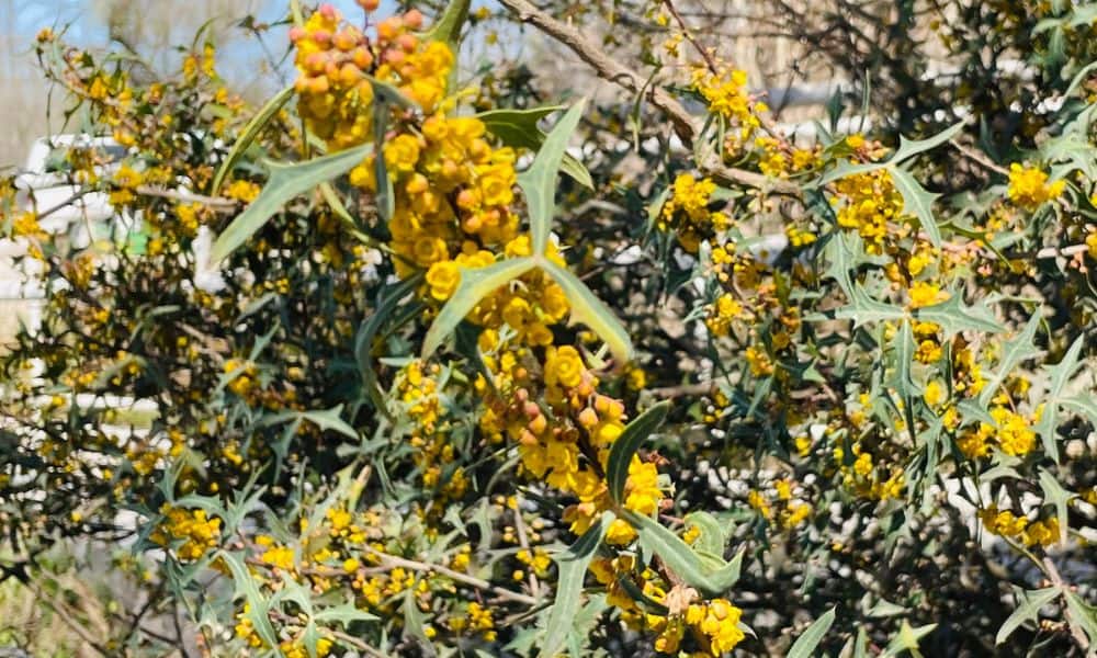 Yellow Agarita flowers