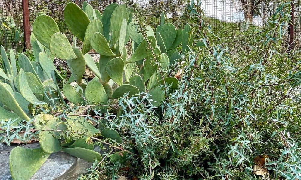 Agarita (Mahonia trifoliolata) and Prickly Pear Cactus