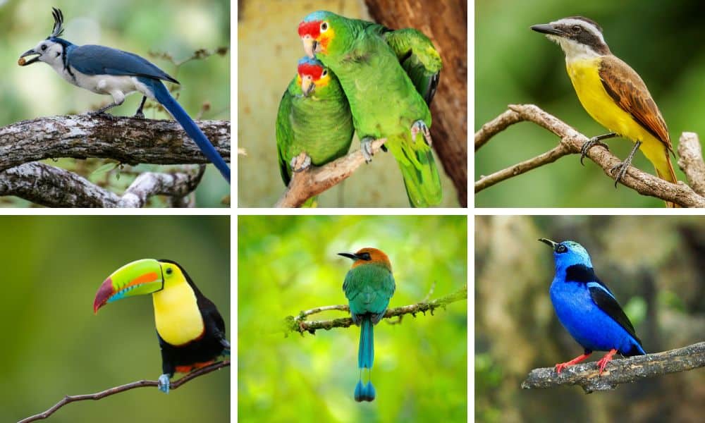 Costa Rica birds