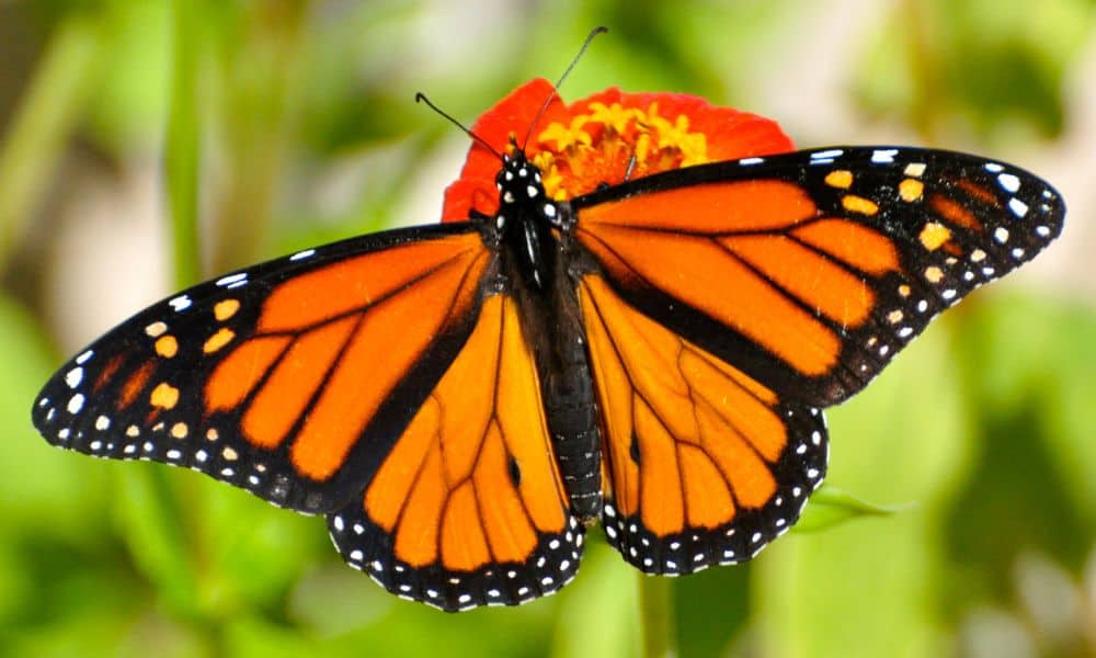 Costa Rica monarchs